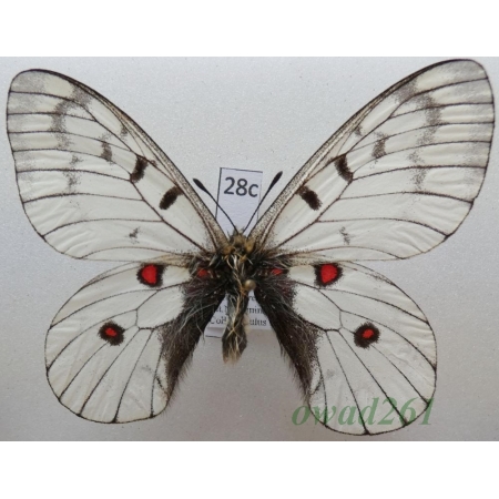 Parnassius bremeri subsp. hakutozana Matsumura, 1927 North Korea28c